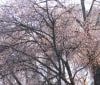 Nature Image
