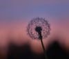 Nature Image