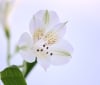 Nature Image