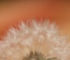 Nature Image