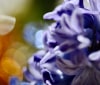Nature Image