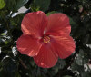 Nature Image
