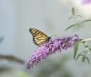 Nature Image
