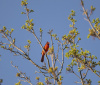 Nature Image