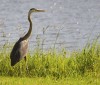 Nature Image