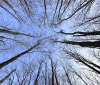 Nature Image