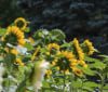 Nature Image