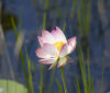 Nature Image
