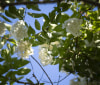 Nature Image