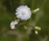 Nature Image