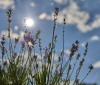 Nature Image
