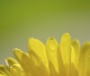 Nature Image