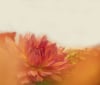 Nature Image