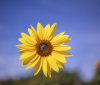 Nature Image