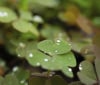 Nature Image