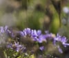 Nature Image