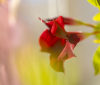 Nature Image