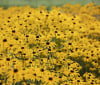Nature Image