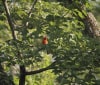 Nature Image