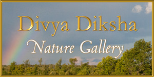 Baba Muktananda's Divya Diksha Nature Gallery