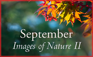 Images of Nature II