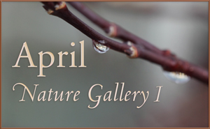 April Nature Gallery I