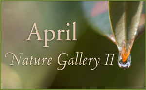 April Nature Gallery II