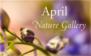 April Nature Gallery I