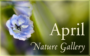 April Nature Gallery I