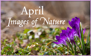 April Nature Gallery