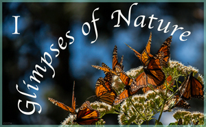 Glimpses of Nature II