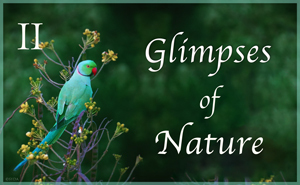 Glimpses of Nature II