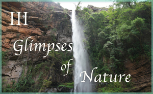 Glimpses of Nature III