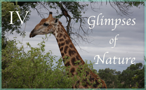 Glimpses of Nature IV