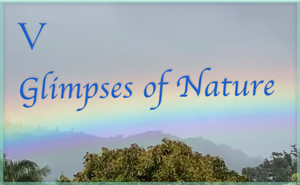 Glimpses of Nature V