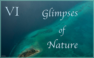 Glimpses of Nature VI