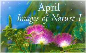 April Nature Gallery I
