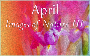 April Nature Gallery III
