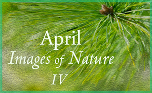 April Nature Gallery IV