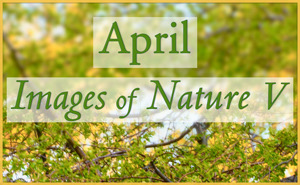 April Nature Gallery