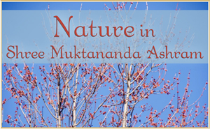 Nature in Shree Muktananda Ashram