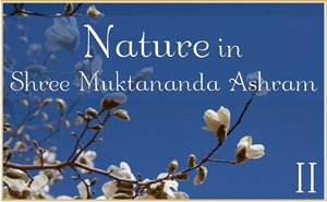 Nature in Shree Muktananda Ashram II