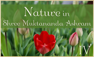 Nature in Shree Muktananda Ashram IV