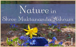 Nature in Shree Muktananda Ashram I