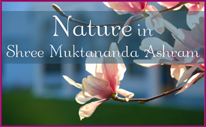 Nature in Shree Muktananda Ashram