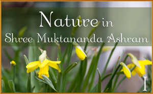 Nature in Shree Muktananda Ashram I