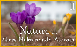 Nature in Shree Muktananda Ashram II