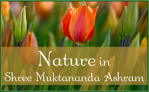 Nature Gallery 5
