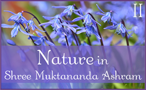 Nature Gallery 1