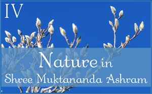 Nature Gallery 1
